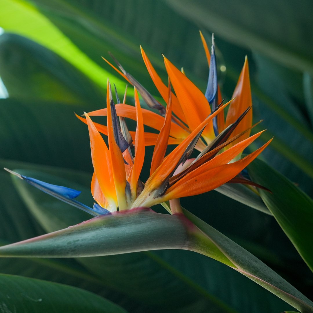 Bird of Paradise &lt;i&gt;(Strelitzia reginae)&lt;/i&gt;