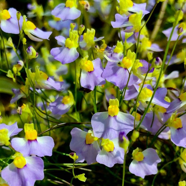 Bladderwort (&lt;i&gt;Utricularia&lt;/i&gt; spp.)