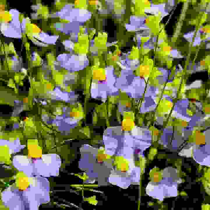 Bladderwort (&lt;i&gt;Utricularia&lt;/i&gt; spp.)