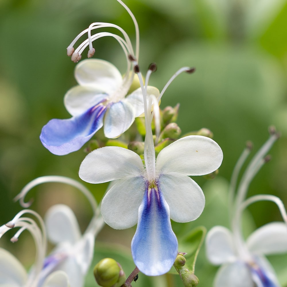 Blue Butterfly Bush (&lt;i&gt;Rotheca myricoides&lt;/i&gt; 'Ugandense')