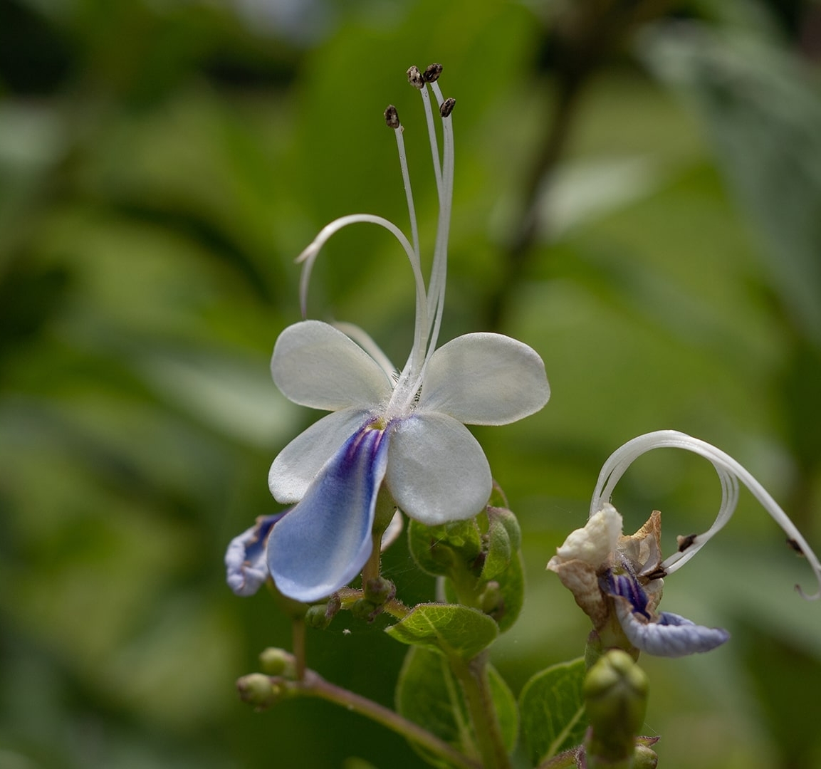 Blue Butterfly Bush (<i>Rotheca myricoides</i> 'Ugandense')