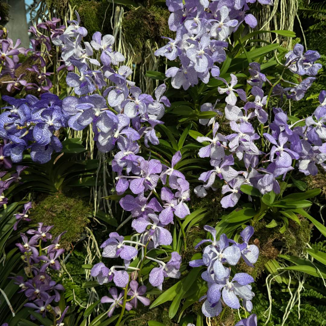 Blue Vanda (Vanda coerulea)