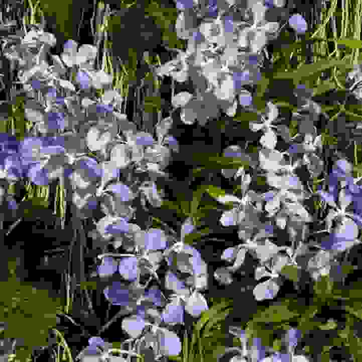 Blue Vanda (Vanda coerulea)