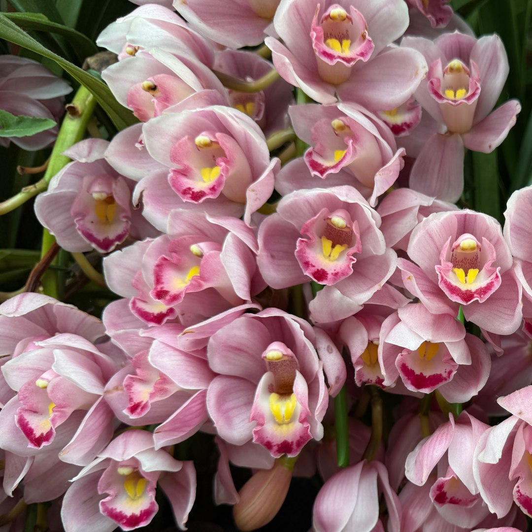 Boat Orchids (<i>Cymbidium</i> cultivars and hybrids)