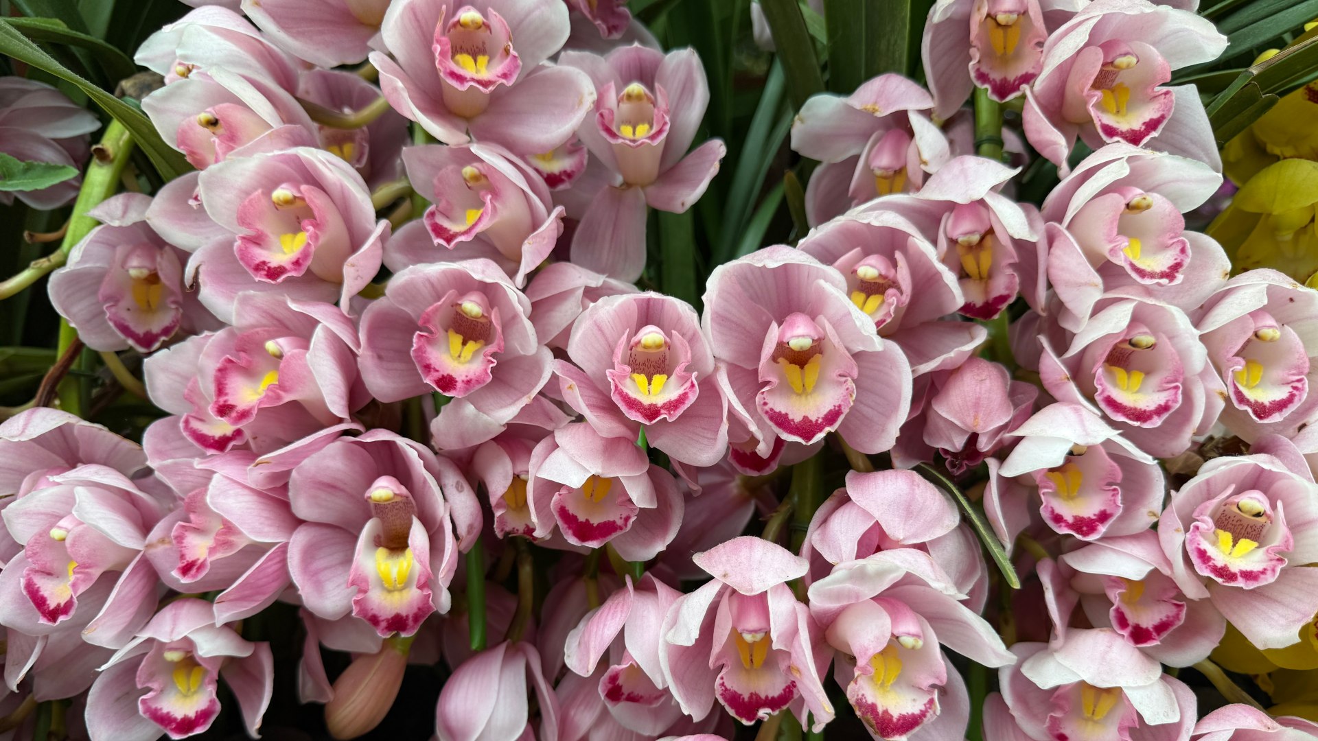 Boat Orchids (<i>Cymbidium</i> cultivars and hybrids)