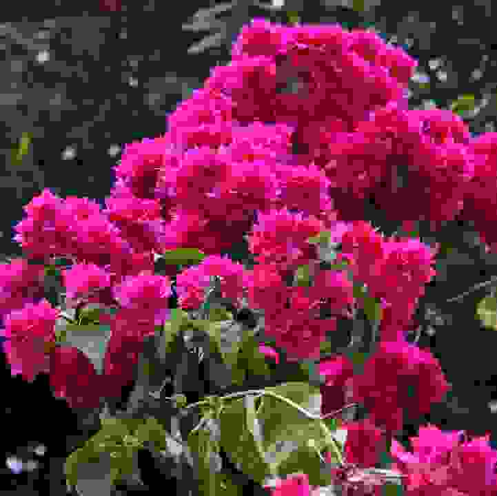 &lt;i&gt;Bougainvillea&lt;/i&gt; cultivars