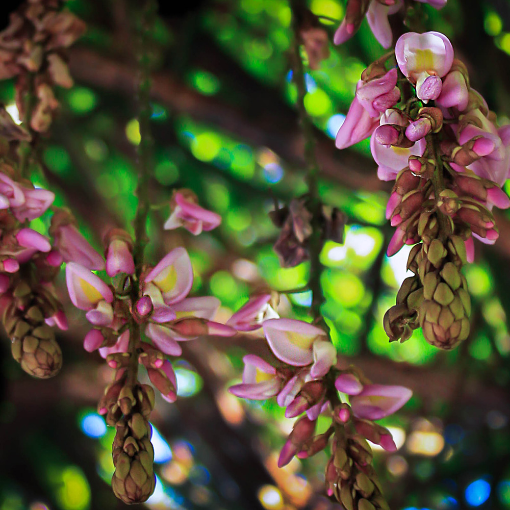 Buhu (&lt;i&gt;Padbruggea dasyphylla&lt;/i&gt;)