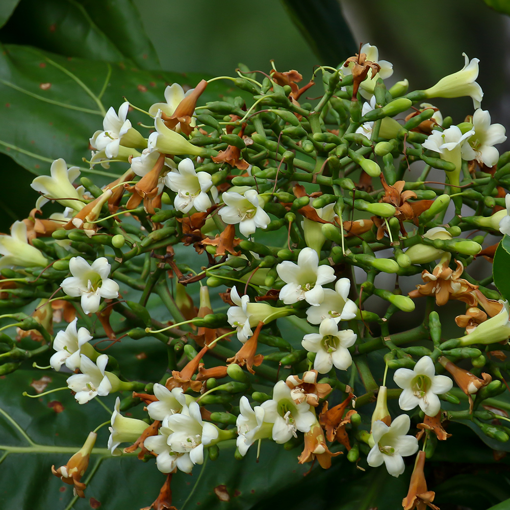  Cabbage Tree (&lt;i&gt;Limahlania crenulata&lt;/i&gt;)