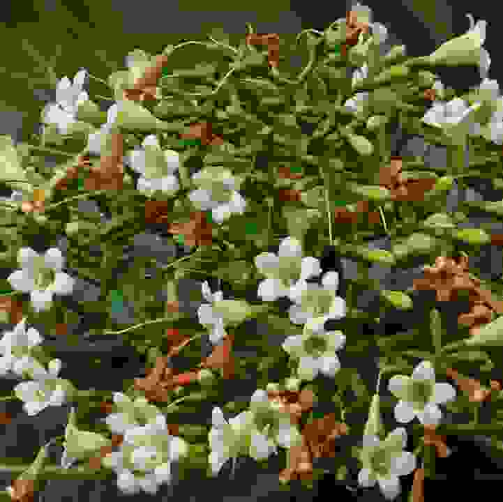  Cabbage Tree (&lt;i&gt;Limahlania crenulata&lt;/i&gt;)