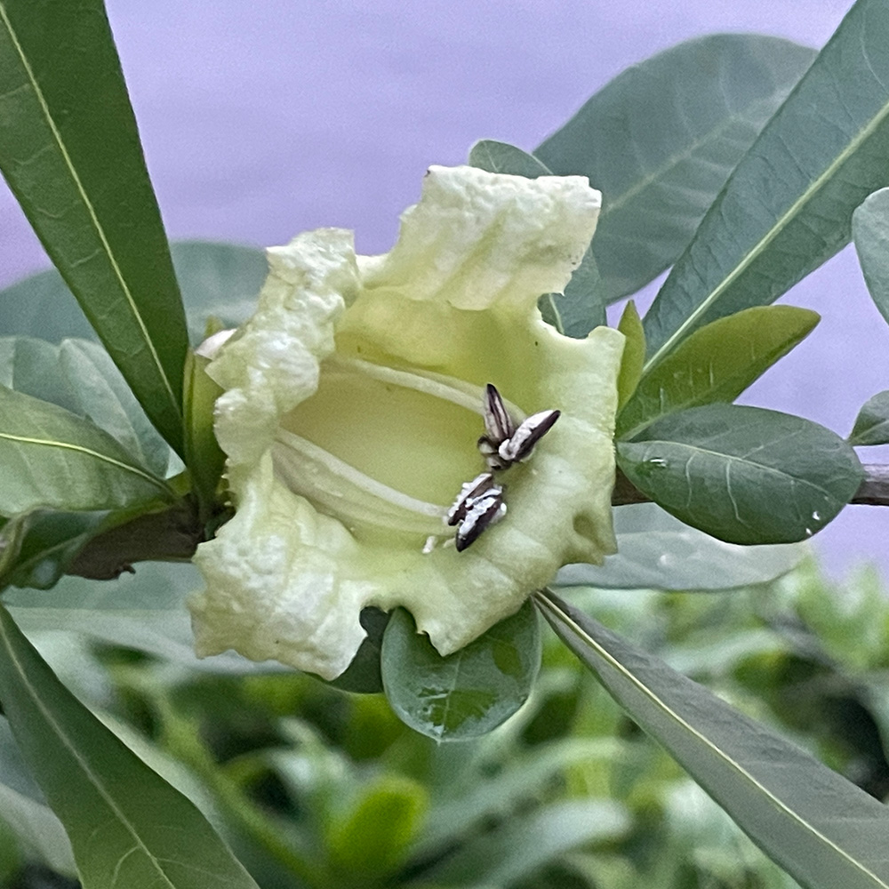 Calabash Tree &lt;i&gt;(Crescentia cujete)&lt;/i&gt;