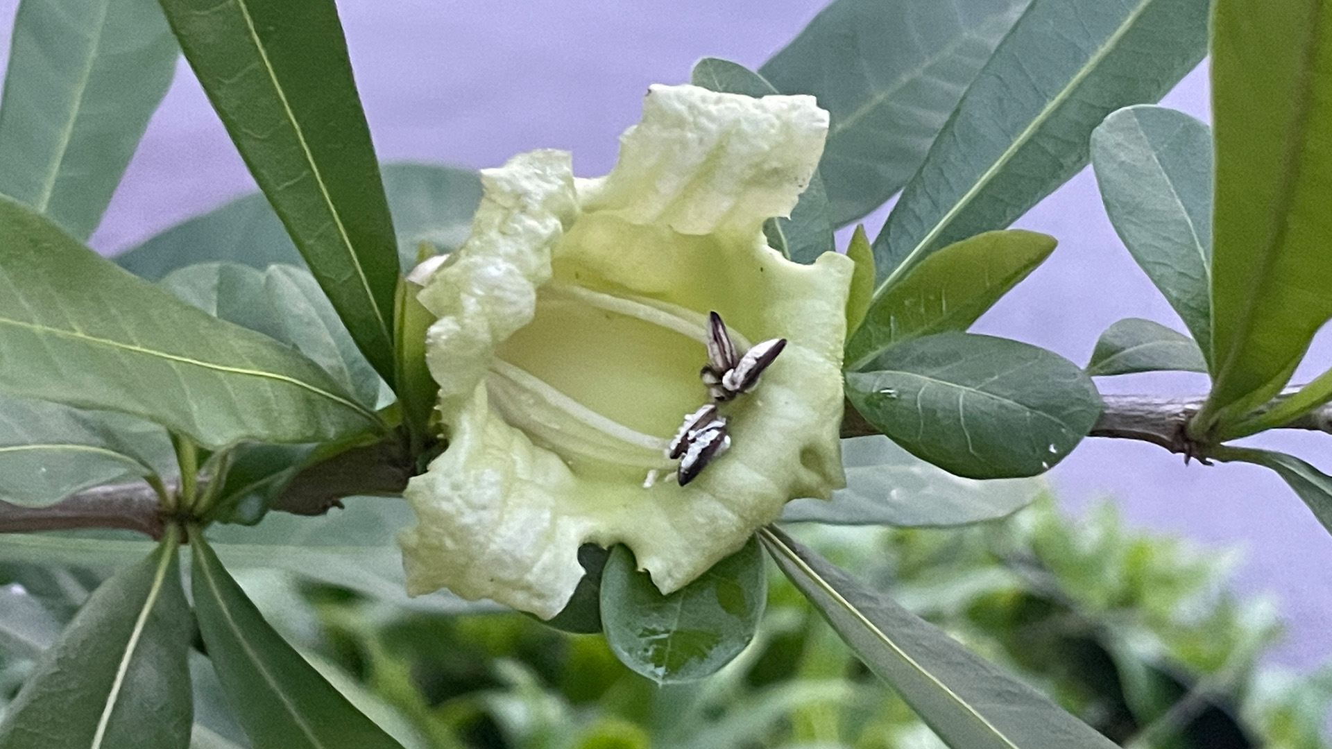 Calabash Tree <i>(Crescentia cujete)</i>