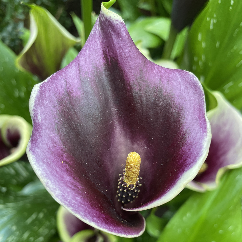 Calla lilies (&lt;i&gt;Zantedeschia&lt;/i&gt; species and cultivars)