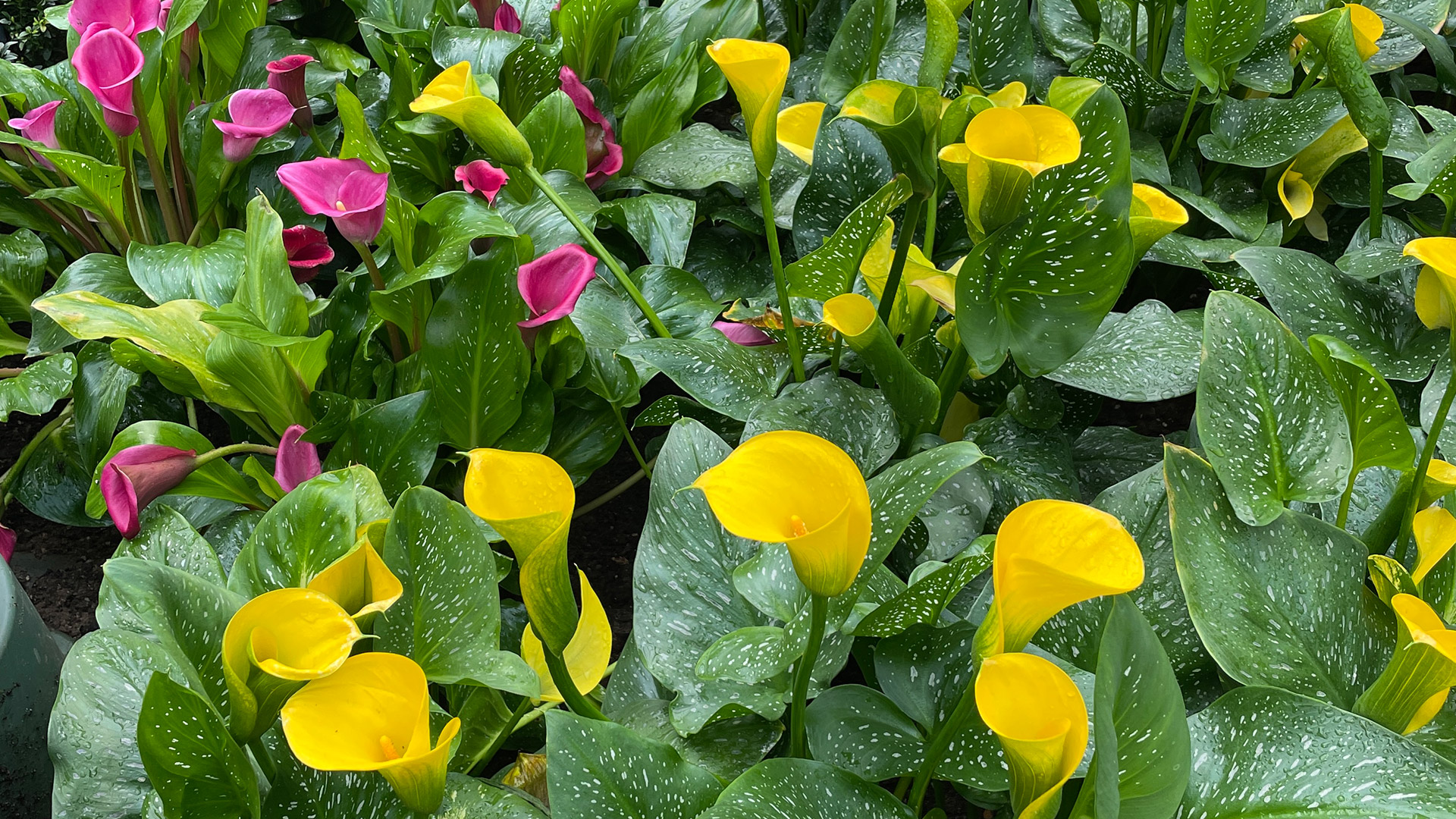 Calla lilies (<i>Zantedeschia</i> species and cultivars)