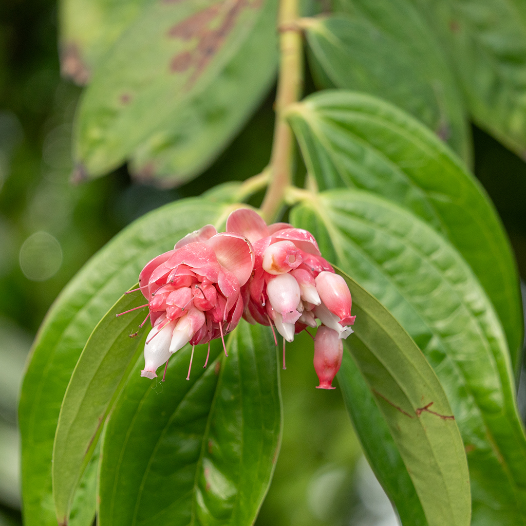 <i>Cavendishia bracteata</i>