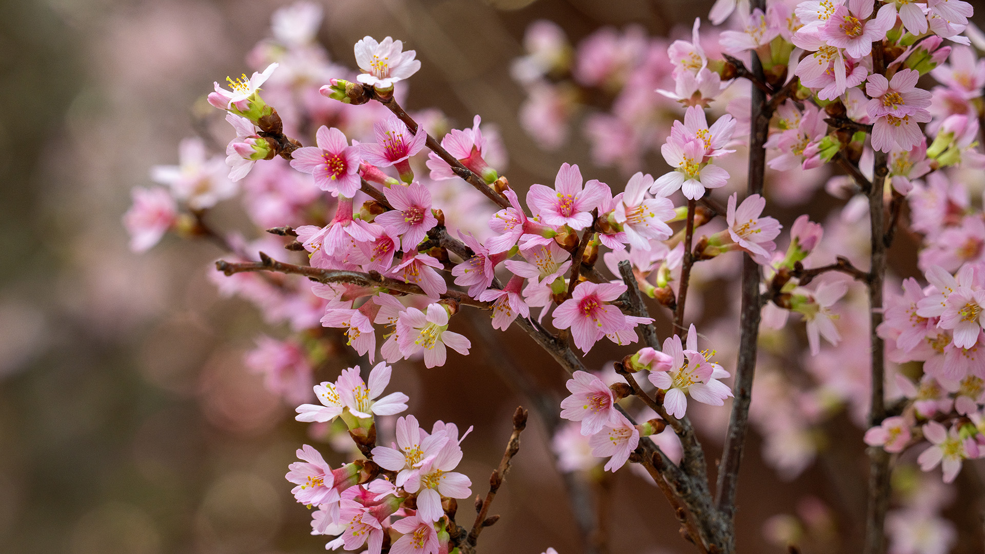 Cherry and Peach (<i>Prunus</i> spp. and cv.)