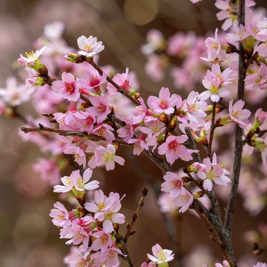 Cherry and Peach (<i>Prunus</i> spp. and cv.)