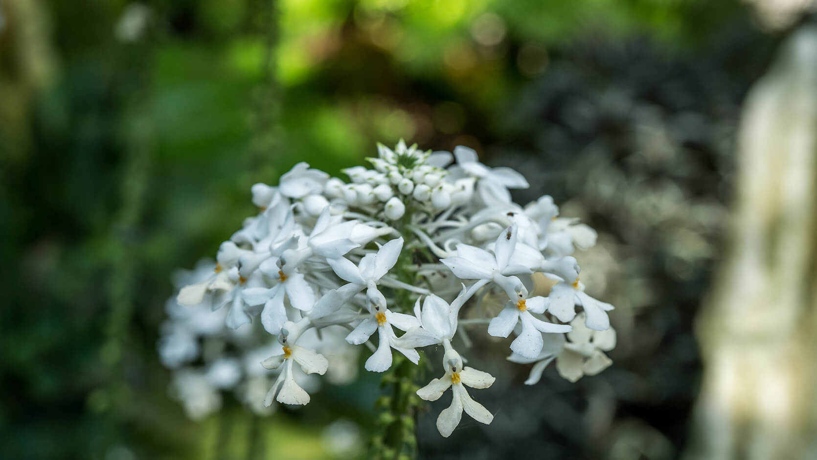 Christmas Orchid <i>(Calanthe triplicata)</i>