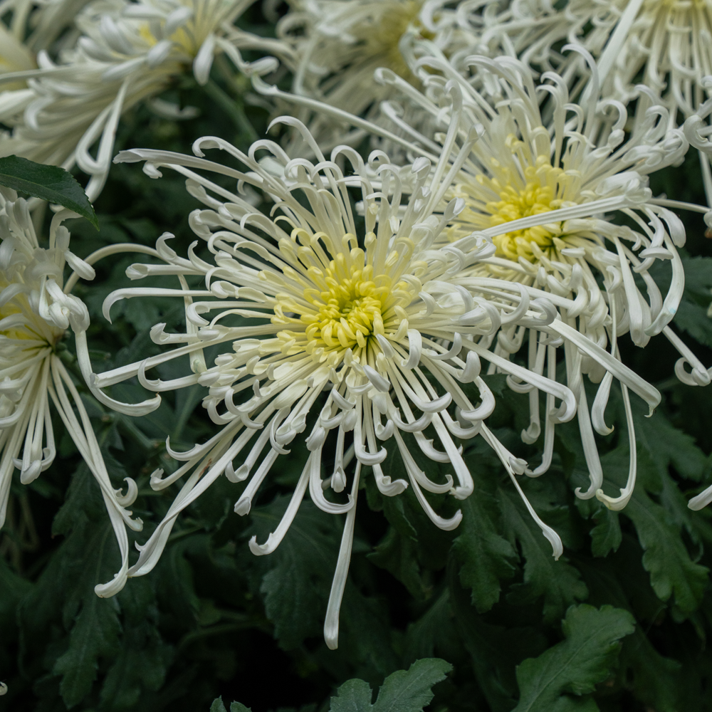 &lt;i&gt;Chrysanthemum&lt;/i&gt; 'Fireworks'
