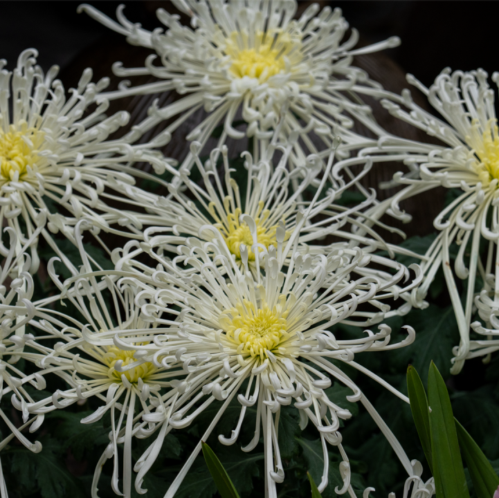 &lt;i&gt;Chrysanthemum&lt;/i&gt; 'Fireworks'