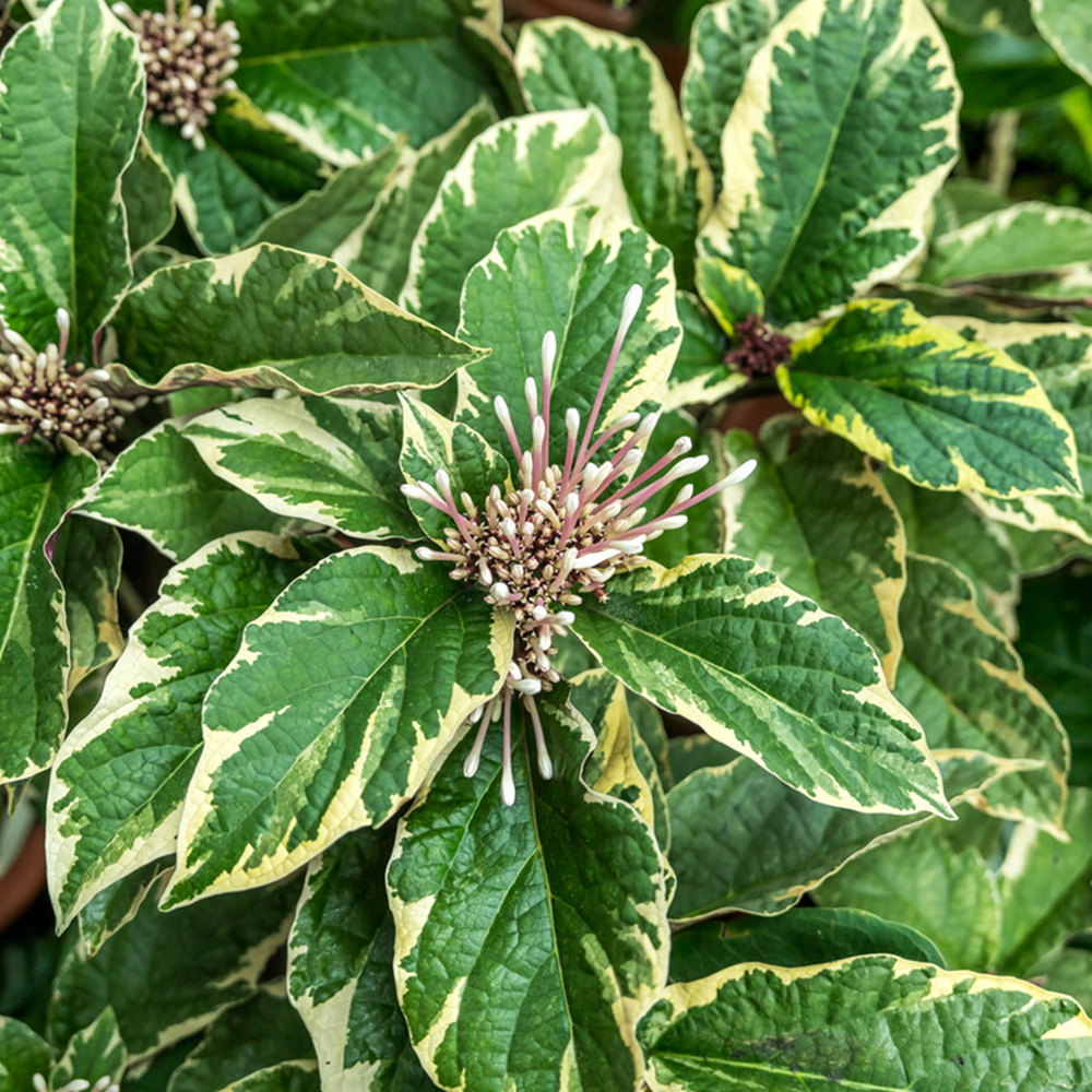 Starburst Shrub (&lt;i&gt;Clerodendrum quadriloculare&lt;/i&gt; (Variegated))