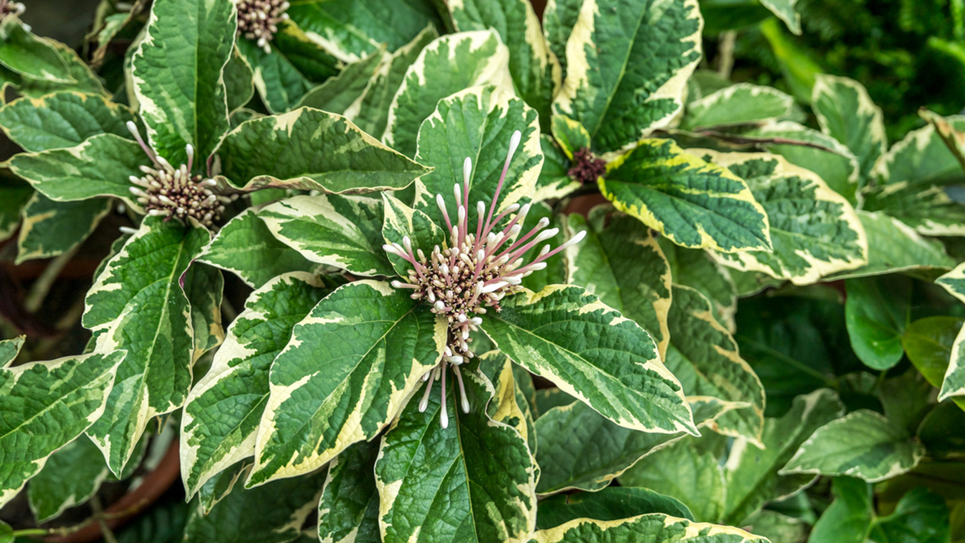 Starburst Shrub (<i>Clerodendrum quadriloculare</i> (Variegated))