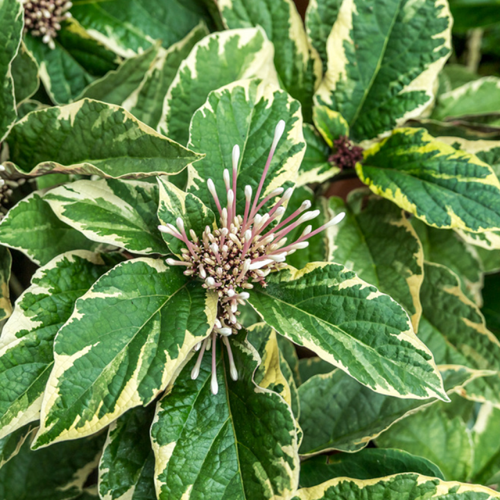 Starburst Shrub (&lt;i&gt;Clerodendrum quadriloculare&lt;/i&gt; (Variegated))