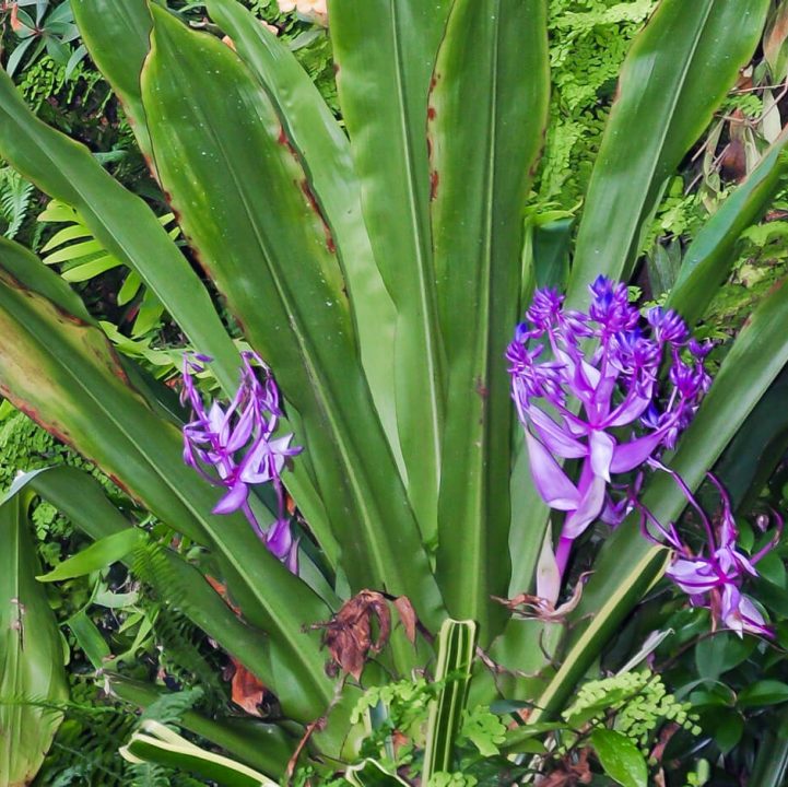 &lt;i&gt;Cochliostema odoratissimum&lt;/i&gt;