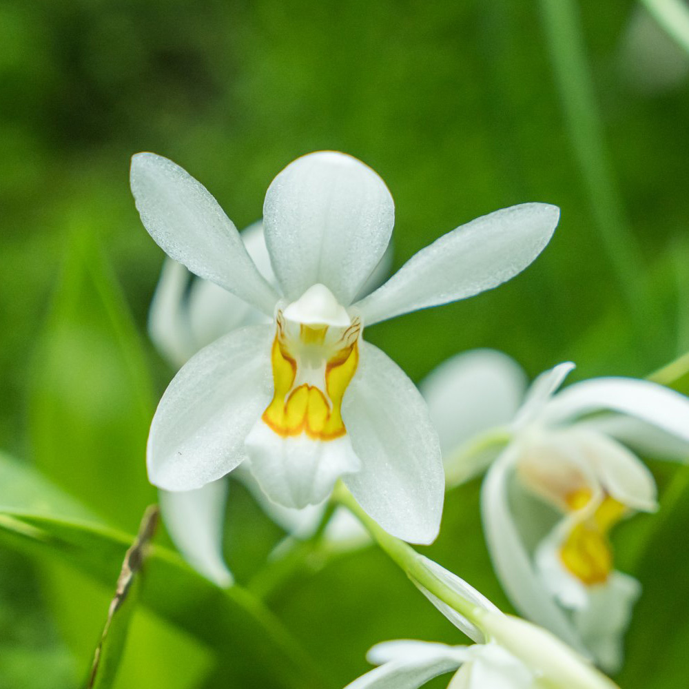 The Shining Coelogyne (<i>Coelogyne nitida</i>)