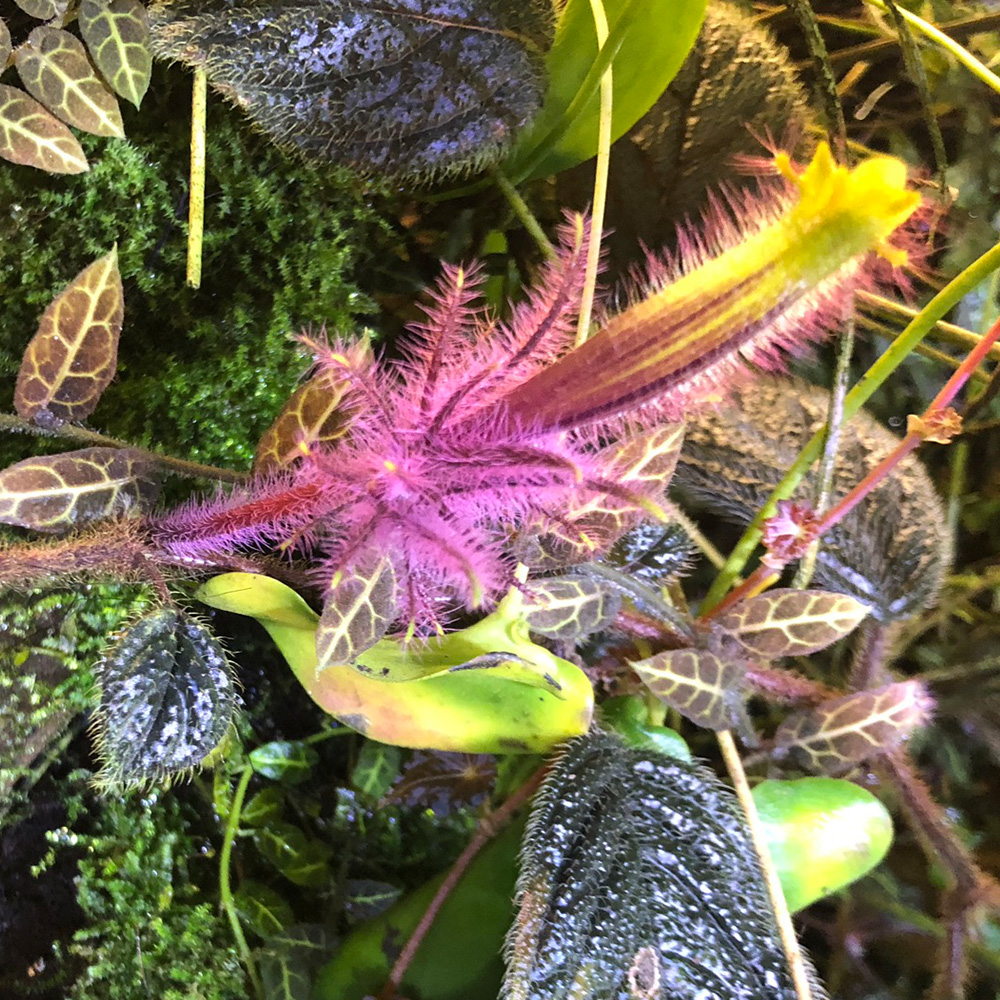 &lt;i&gt;Columnea minor&lt;/i&gt;