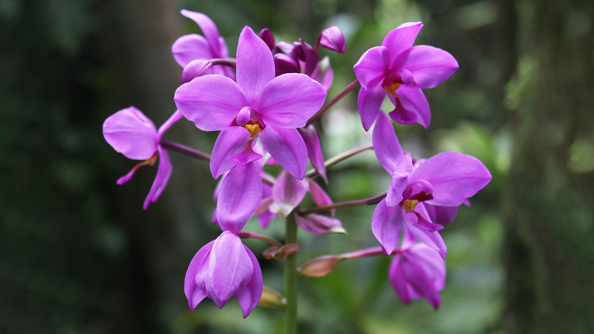 Common Spathoglottis (<i>Spathoglottis plicata</i>)