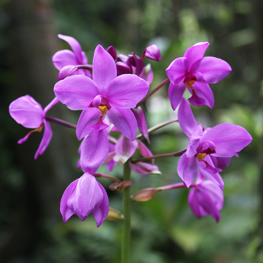 Common Spathoglottis (&lt;i&gt;Spathoglottis plicata&lt;/i&gt;)