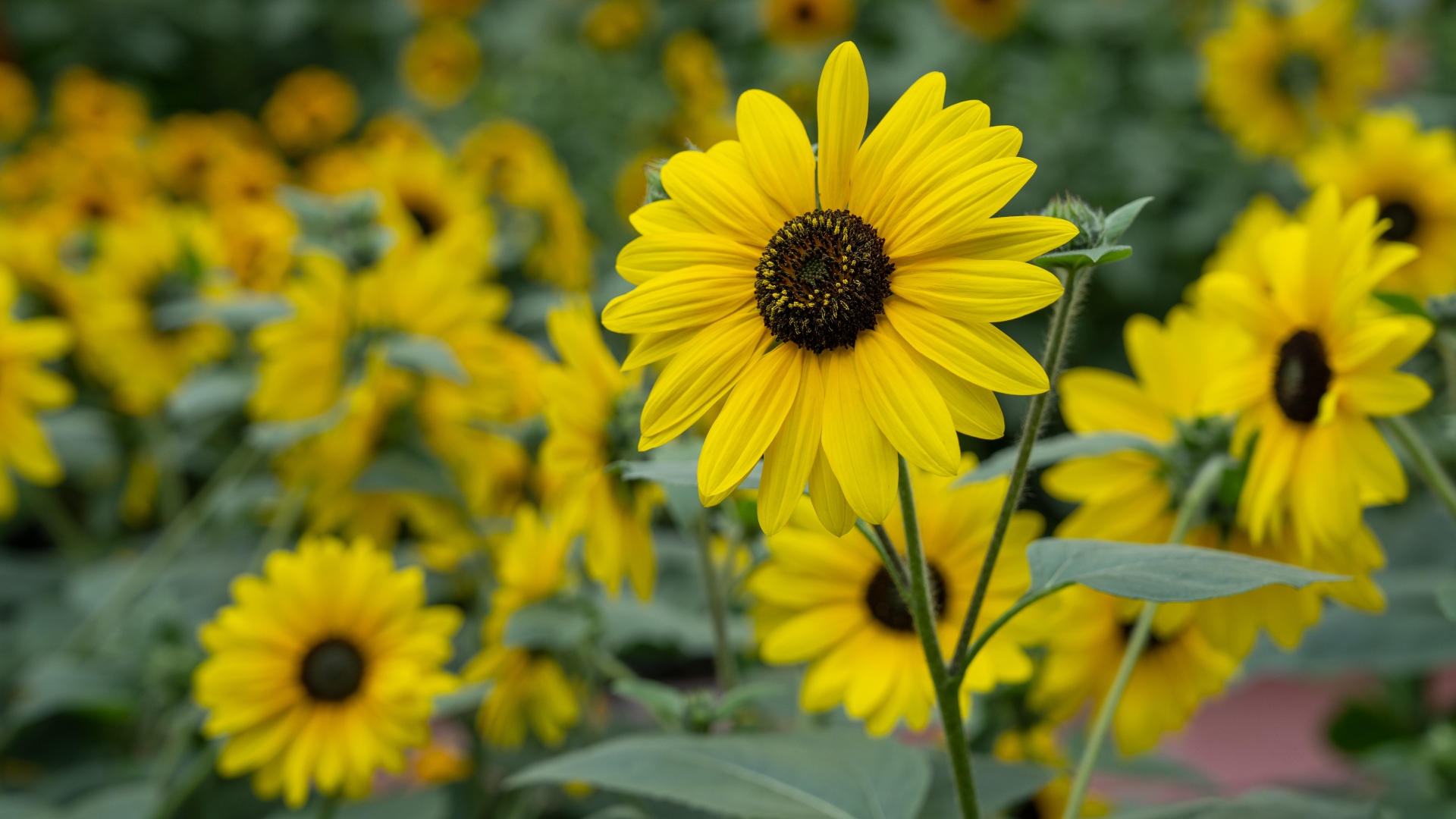 Common Sunflower  (<i>Helianthus annuus</i> cultivars)