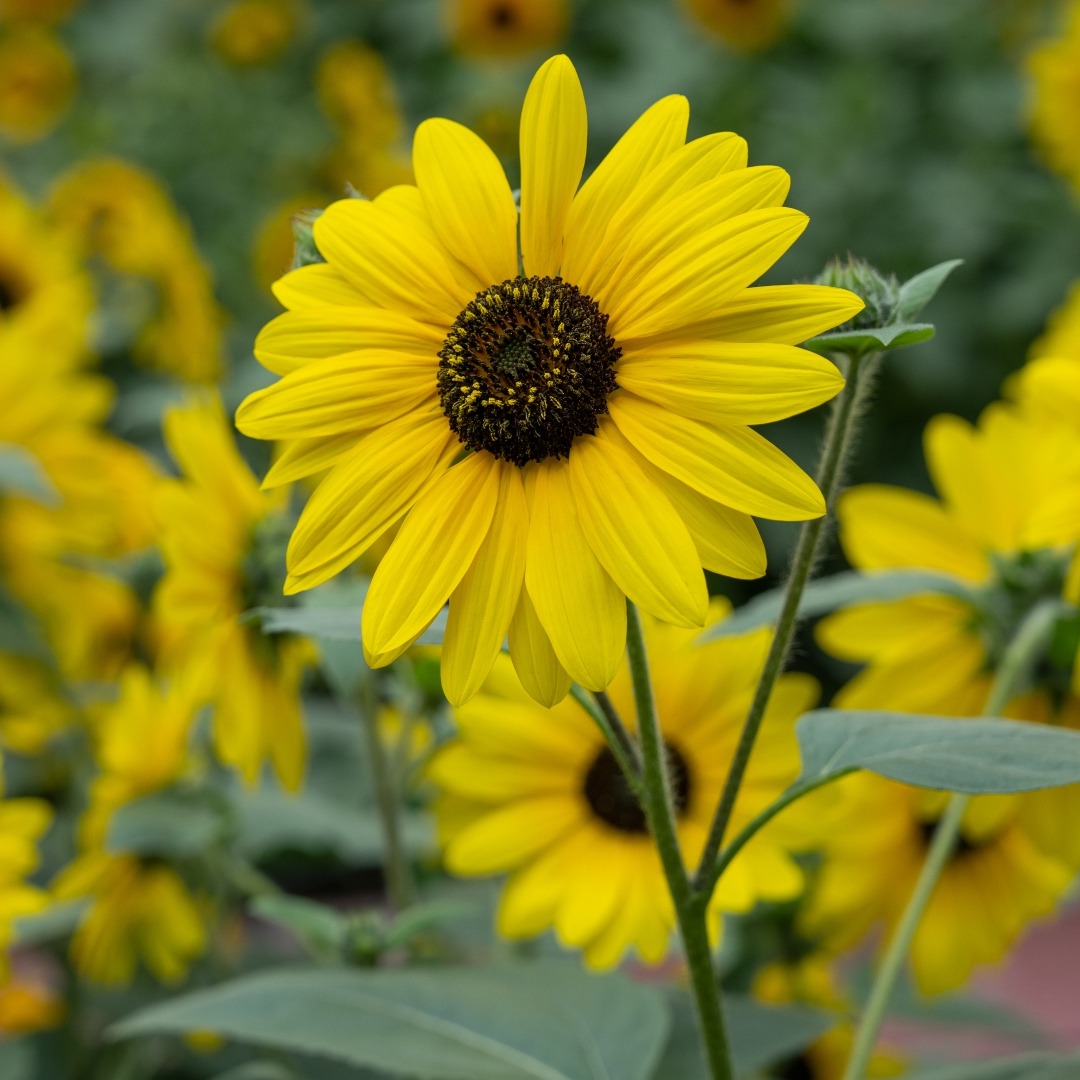 Common Sunflower  (&lt;i&gt;Helianthus annuus&lt;/i&gt; cultivars)