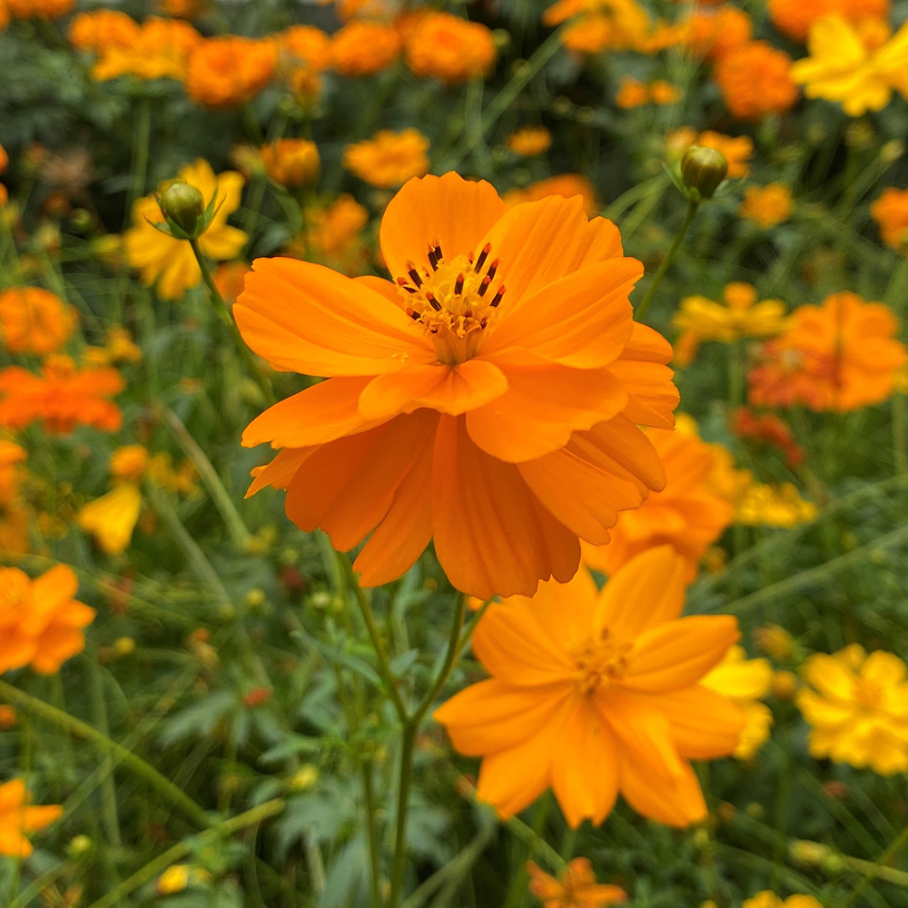 Sulfur Cosmos &lt;i&gt;(Cosmos sulphureus)&lt;/i&gt;