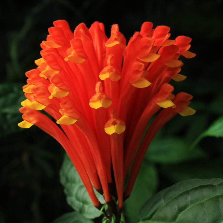 Costa Rican Skullcap &lt;i&gt;(Scutellaria costaricana)&lt;/i&gt;