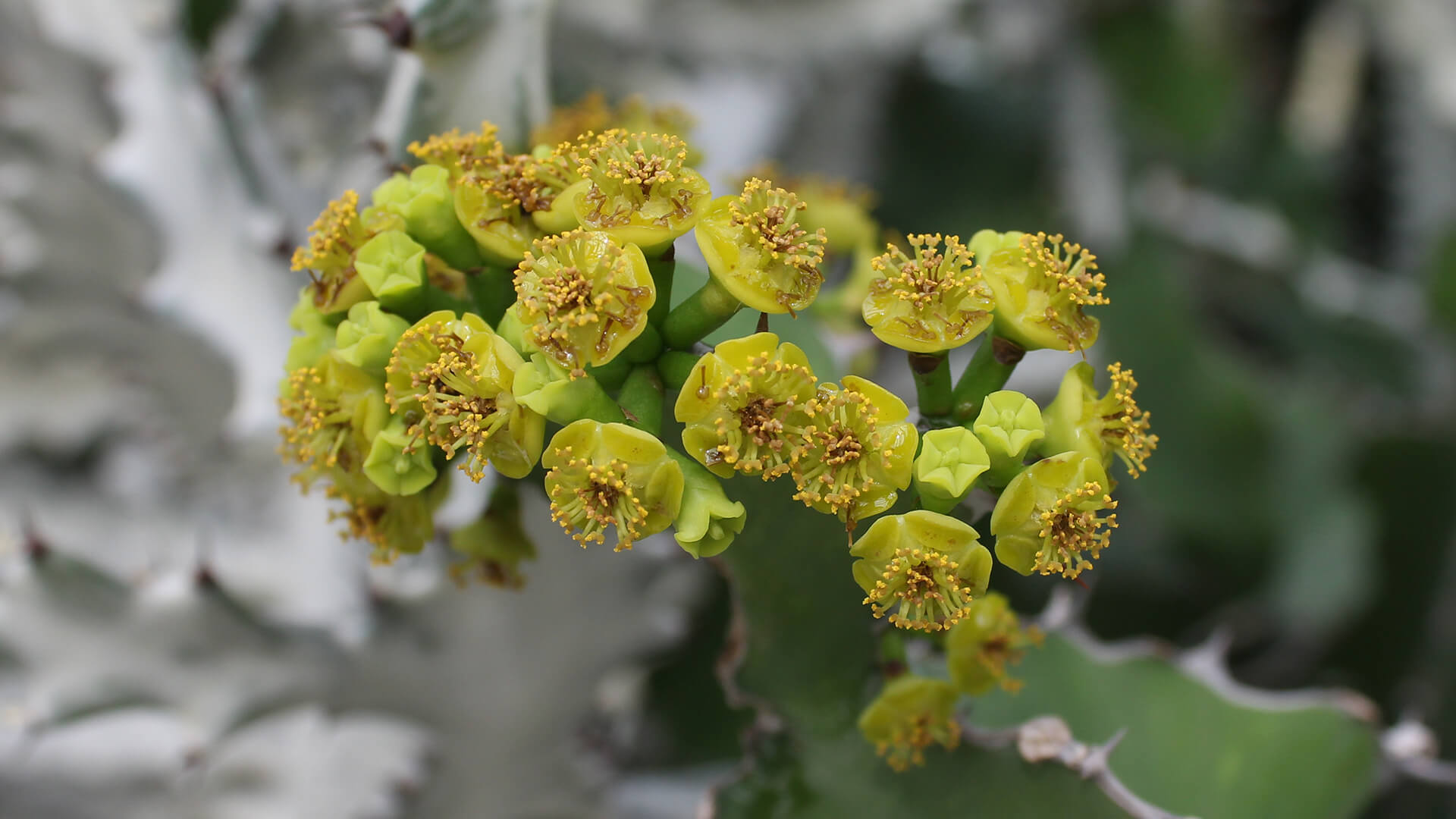 Cow’s Horn Spurge  (<i>Euphorbia grandicornis</i>)