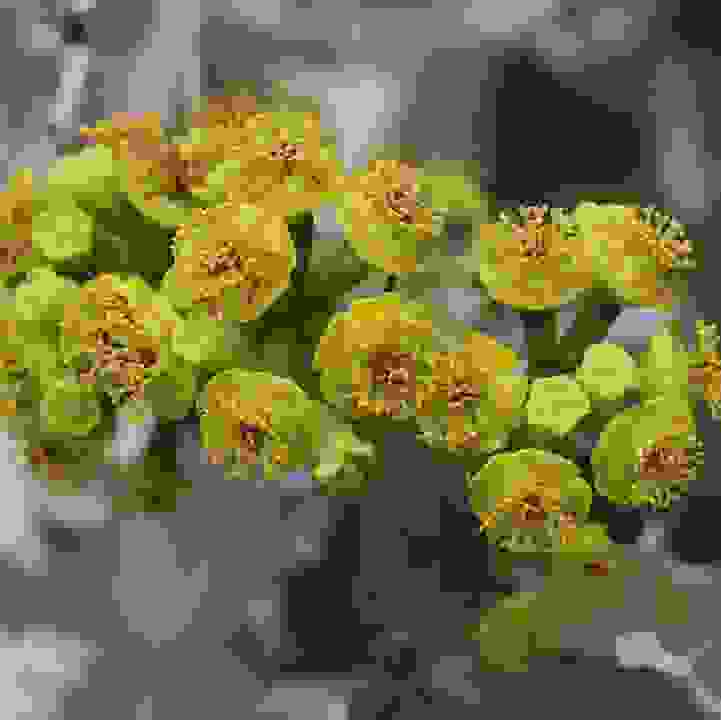 Cow&rsquo;s Horn Spurge  (&lt;i&gt;Euphorbia grandicornis&lt;/i&gt;)