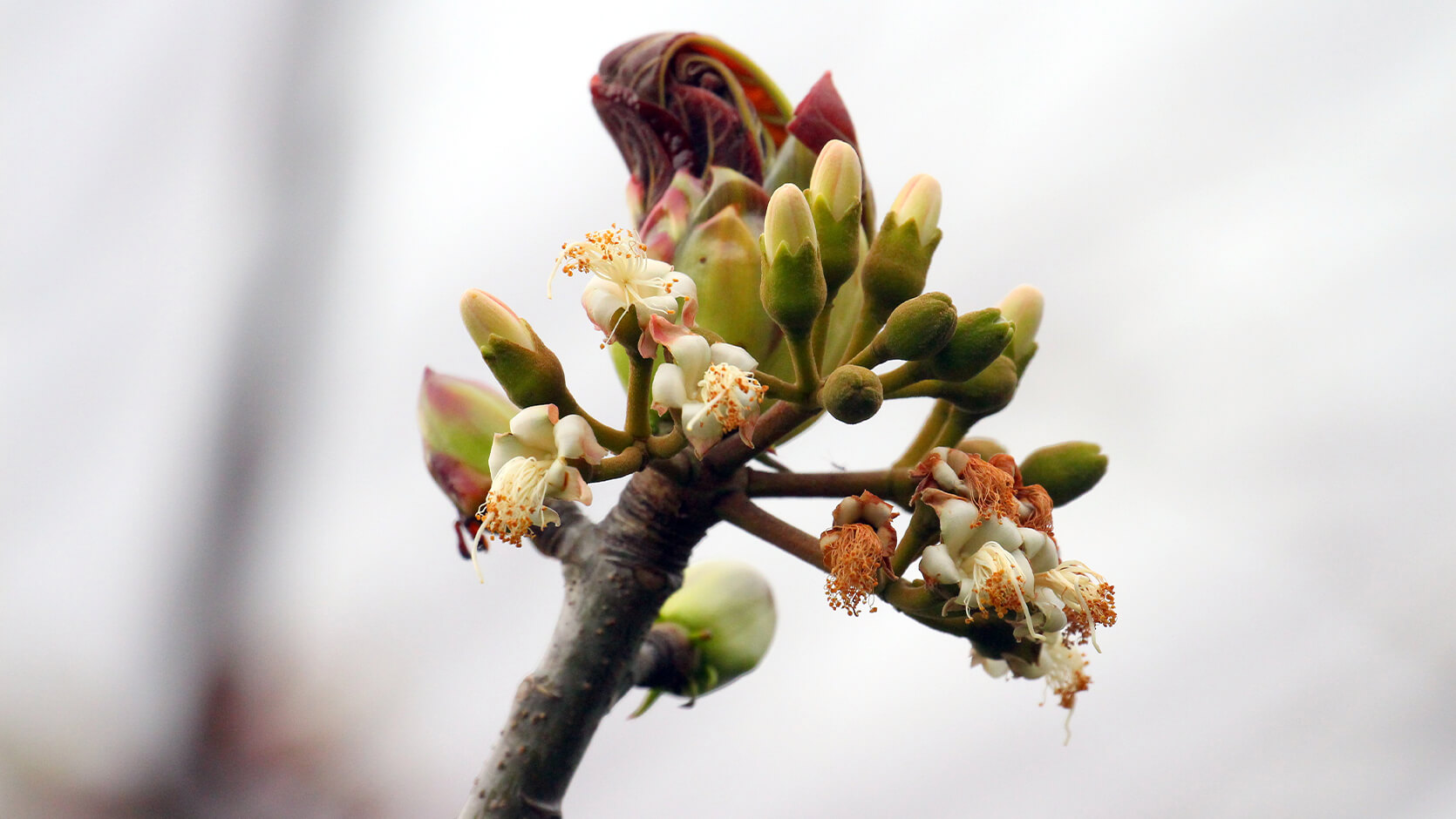 Cuipo <i>(Cavanillesia platanifolia)</i>