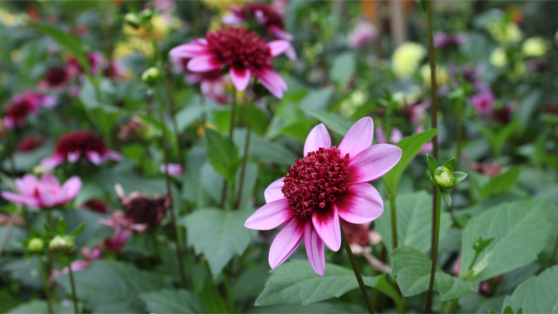 <i>Dahlia</i> 'Blue Bayou'