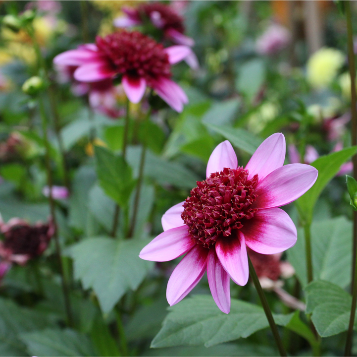 &lt;i&gt;Dahlia&lt;/i&gt; 'Blue Bayou'