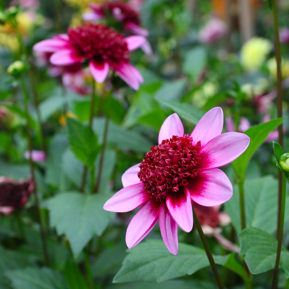 &lt;i&gt;Dahlia&lt;/i&gt; 'Blue Bayou'