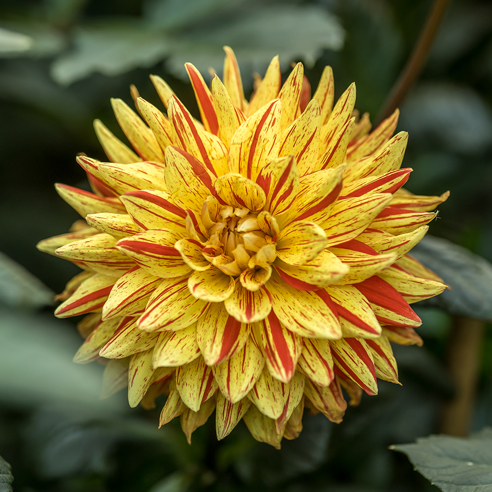 Dahlia (&lt;i&gt;Dahlia&lt;/i&gt; cultivars and hybrids)