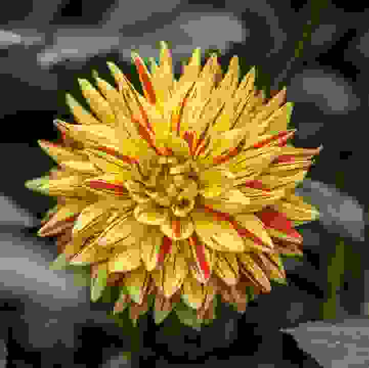 Dahlia (&lt;i&gt;Dahlia&lt;/i&gt; cultivars and hybrids)