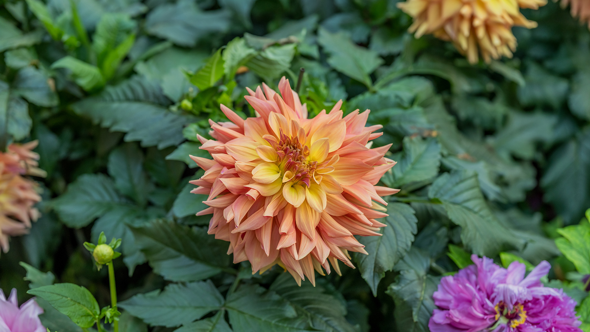 Dahlia (<i>Dahlia</i> cultivars and hybrids)