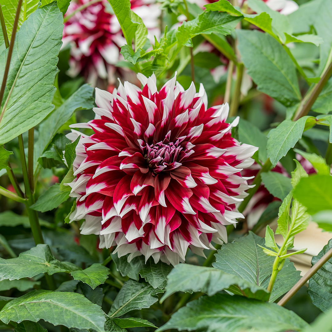 Dahlia (<i>Dahlia</i> cultivars and hybrids)