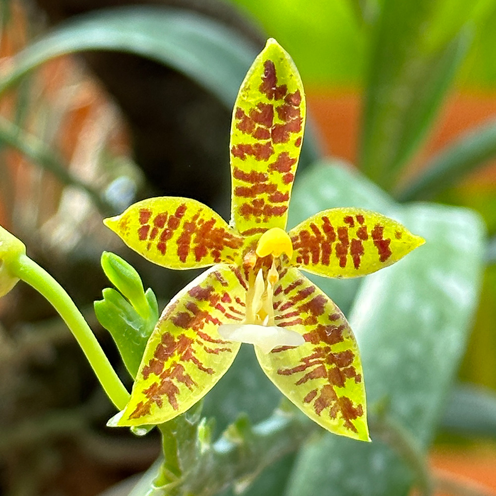 Deer-antlered Phalaenopsis  &lt;i&gt;(Phalaenopsis cornu-cervi)&lt;/i&gt;