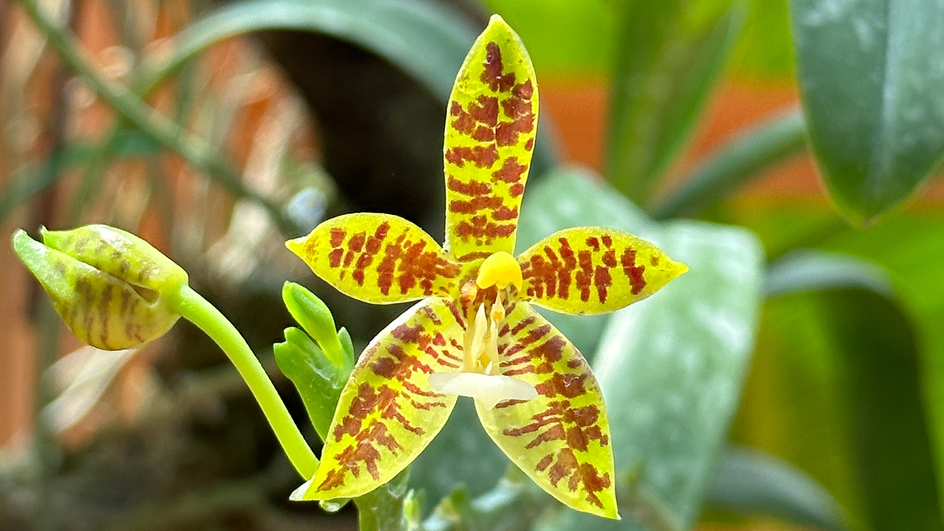 Deer-antlered Phalaenopsis  <i>(Phalaenopsis cornu-cervi)</i>