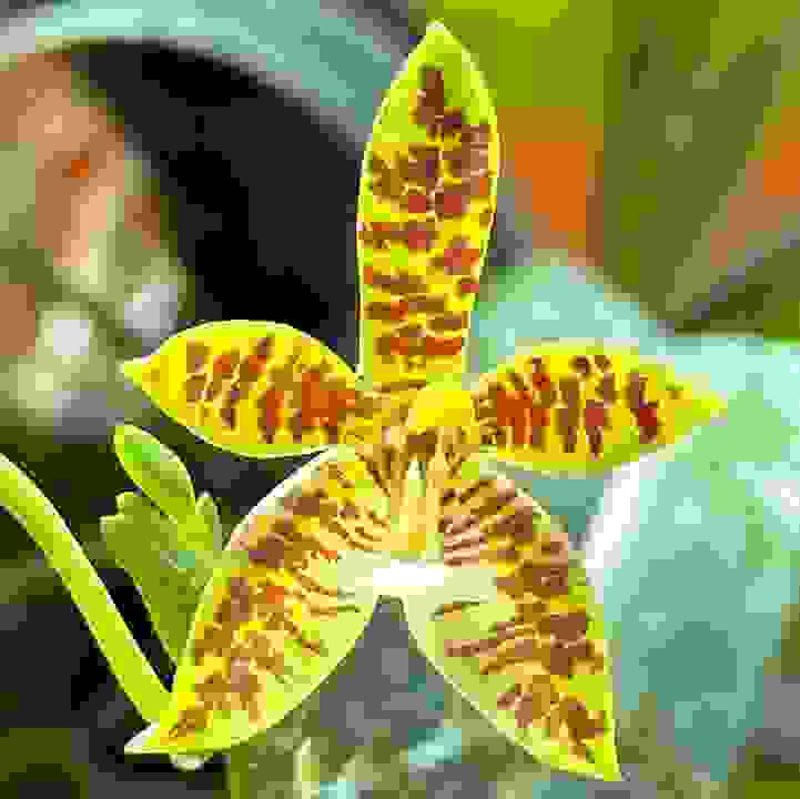 Deer-antlered Phalaenopsis  &lt;i&gt;(Phalaenopsis cornu-cervi)&lt;/i&gt;