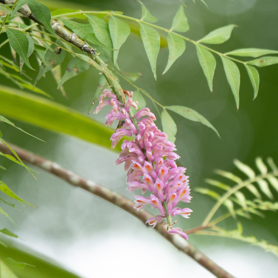 Toothbrush Orchid &lt;i&gt;(Dendrobium secundum)&lt;/i&gt;