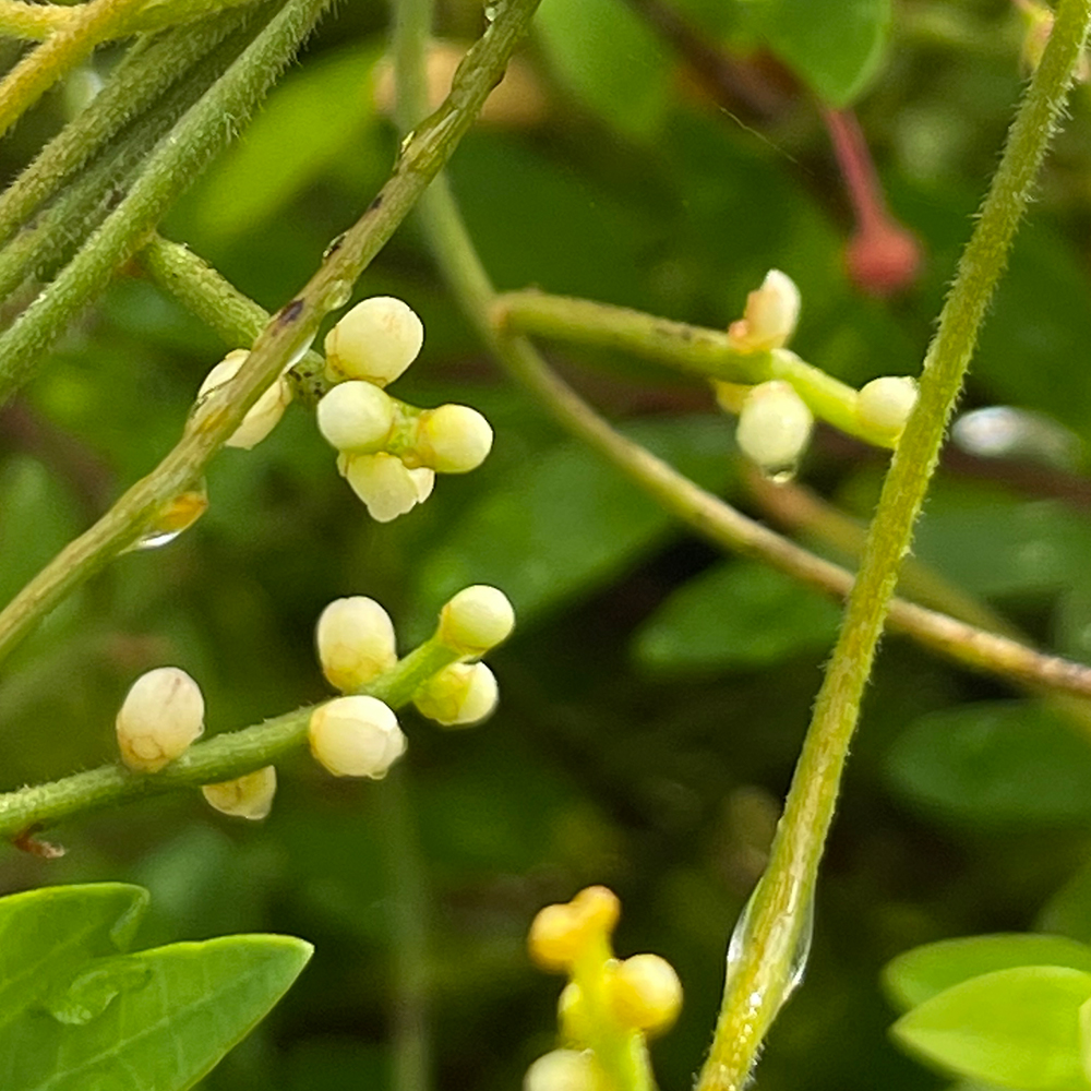 Dodder Laurel &lt;i&gt;(Cassytha filiformis)&lt;/i&gt;